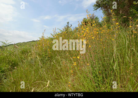 Clump of Slender / Elegant St John`s wort (Hypericum pulchrum) flowering on a heathland slope. Kilkhampton Common, Cornwall, June. Stock Photo